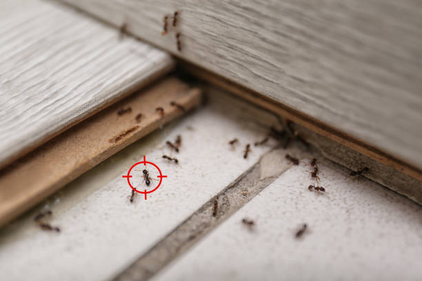 Pest Prevention Services in Greenwood, AR