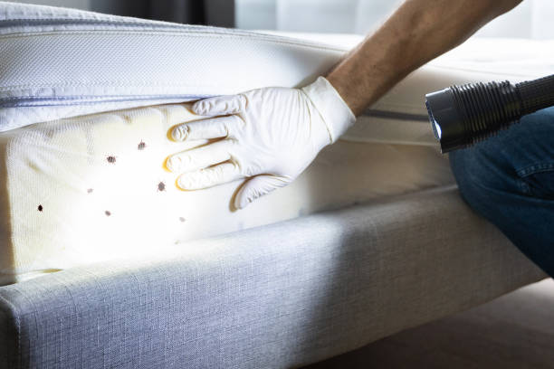 Best Bed Bug Extermination  in Greenwood, AR